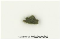 藏品(折葉曲尾苔)的圖片